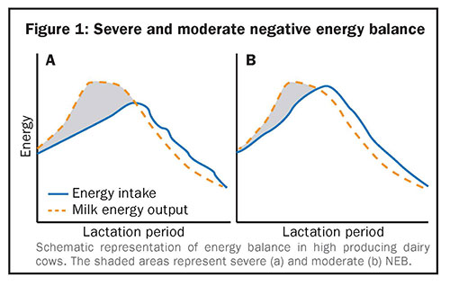 Severe and moderate negative energy balance