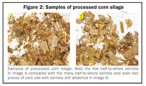 Samples of processed corn silage