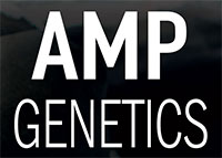Accelerated - AMP logo