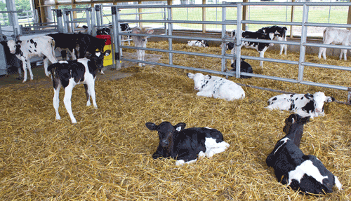Two real world examples of group housing and feeding systems for calves ...